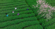 春光无限好 共品黄金茶——4月12日湘西黄金茶万人品鉴会将在湘西州首府吉首市盛大举行